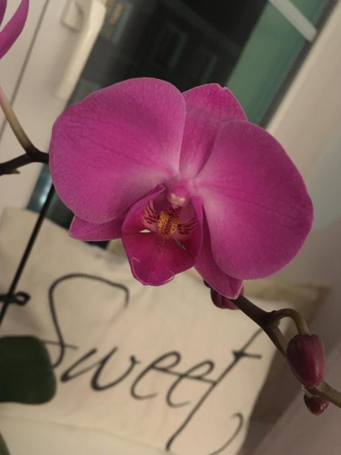 Apartament Zuzia オルシュティン エクステリア 写真
